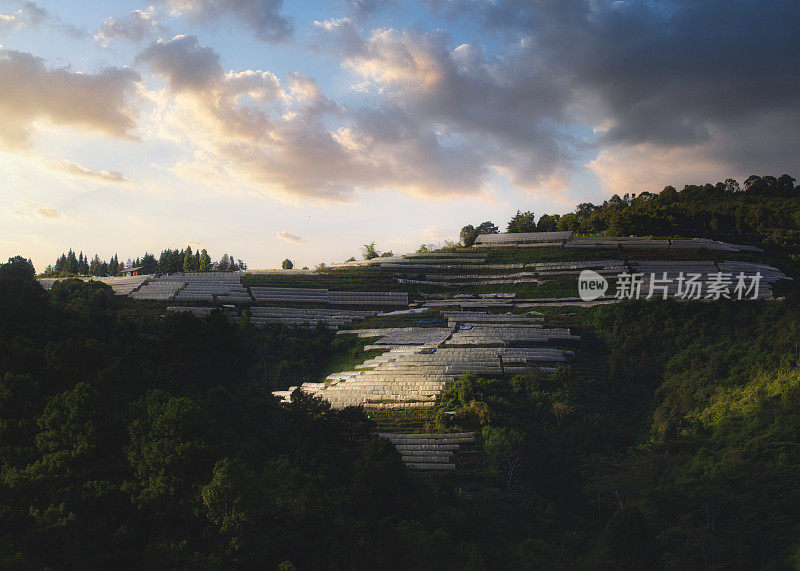 美丽的草莓田和日出在Doi Ang Khang，泰国清迈。